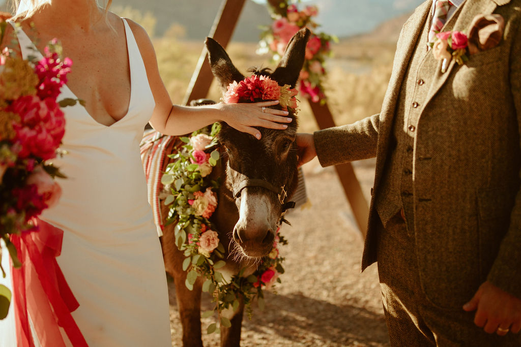 Pet Donkey during Cocktail Hour for Outdoor Desert Wedding at Cactus Nursery 