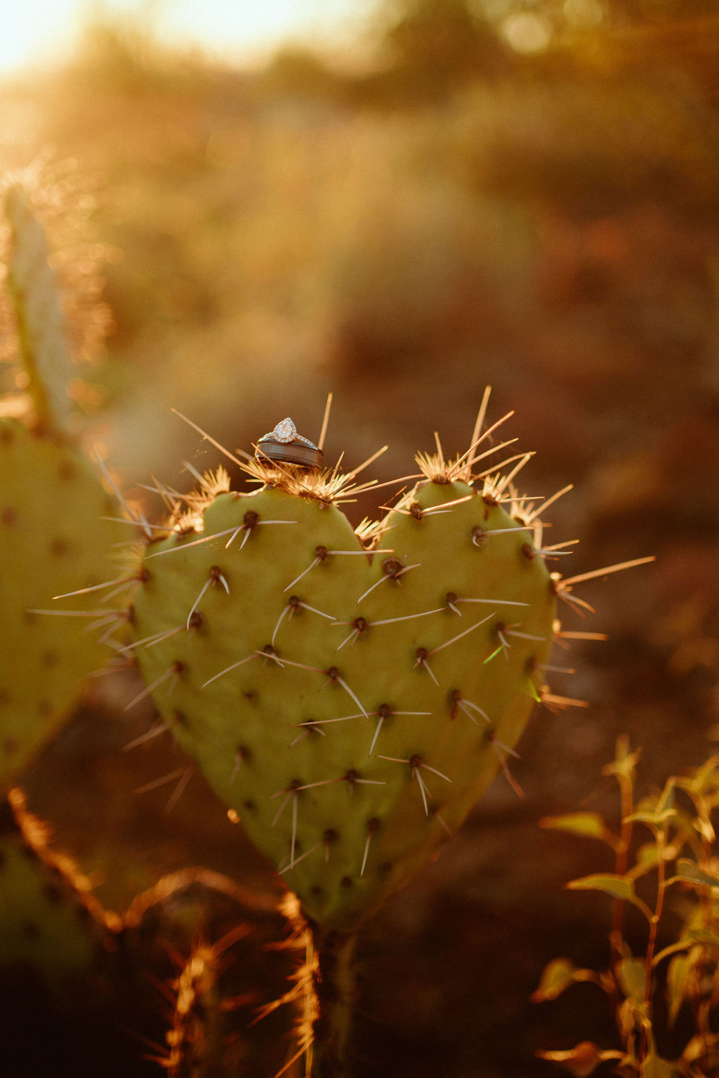 Saguaro National Park Micro-Wedding. The bride and grooms wedding rings on a heart shaped cactus