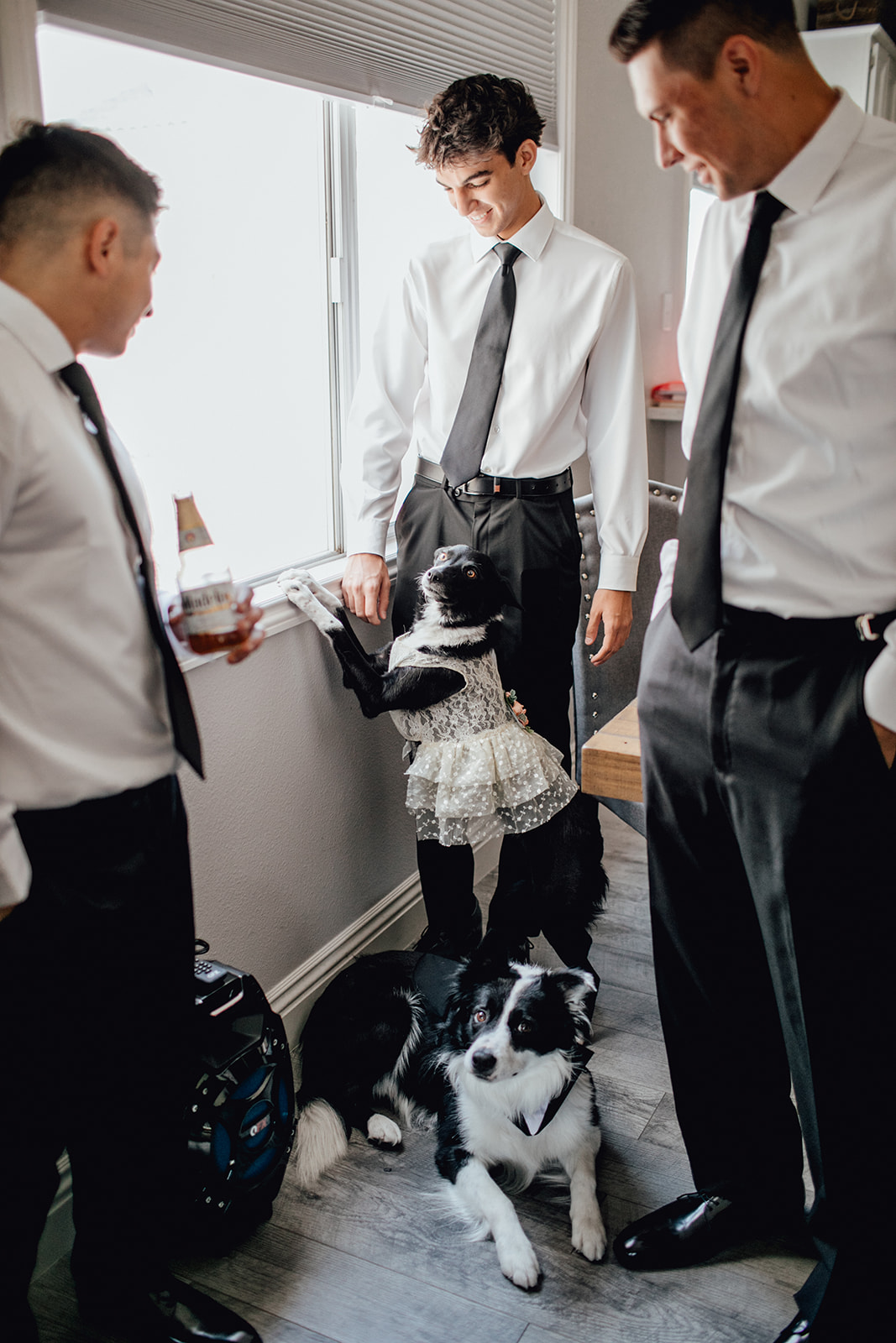Dog in Bridal Dress getting Ready with Groomsmen