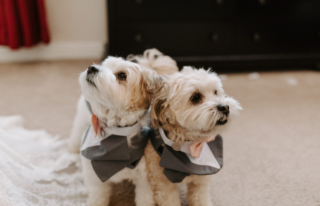 How To Include Your Dog on Your Wedding Day! Two little Maltese dogs dressed up in dog tuxedos for owners wedding. 