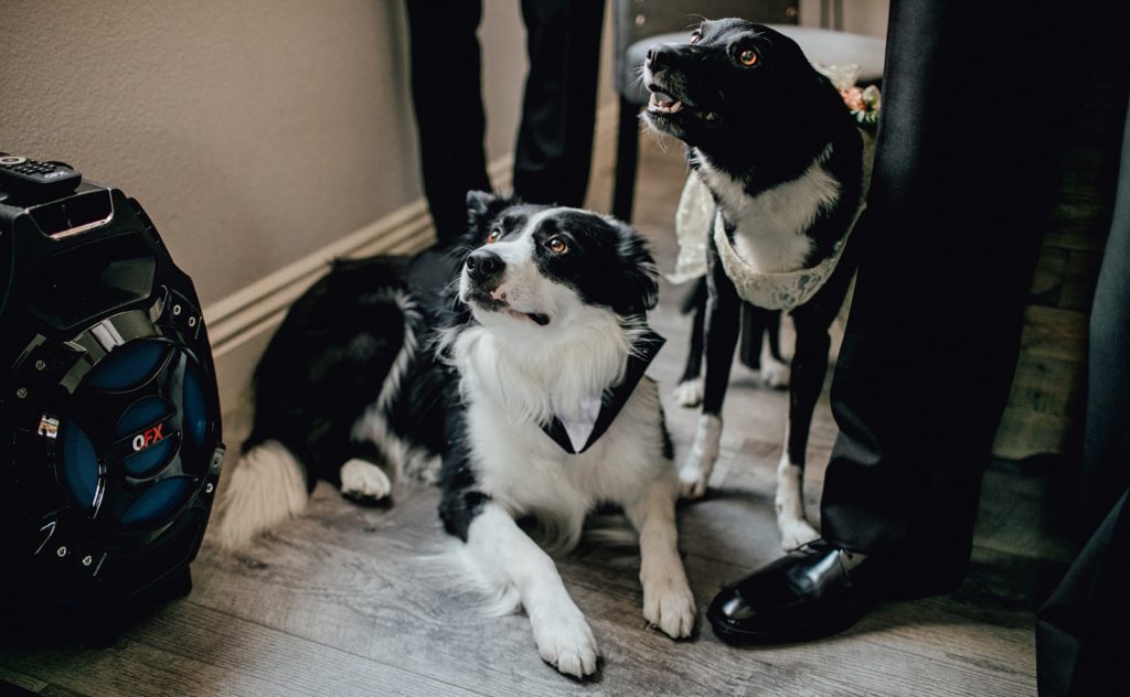 How To Include Your Dog on Your Wedding Day! Newlyweds dogs dressed up in a dog version of a wedding dress and tuxedo on the male dog. 
