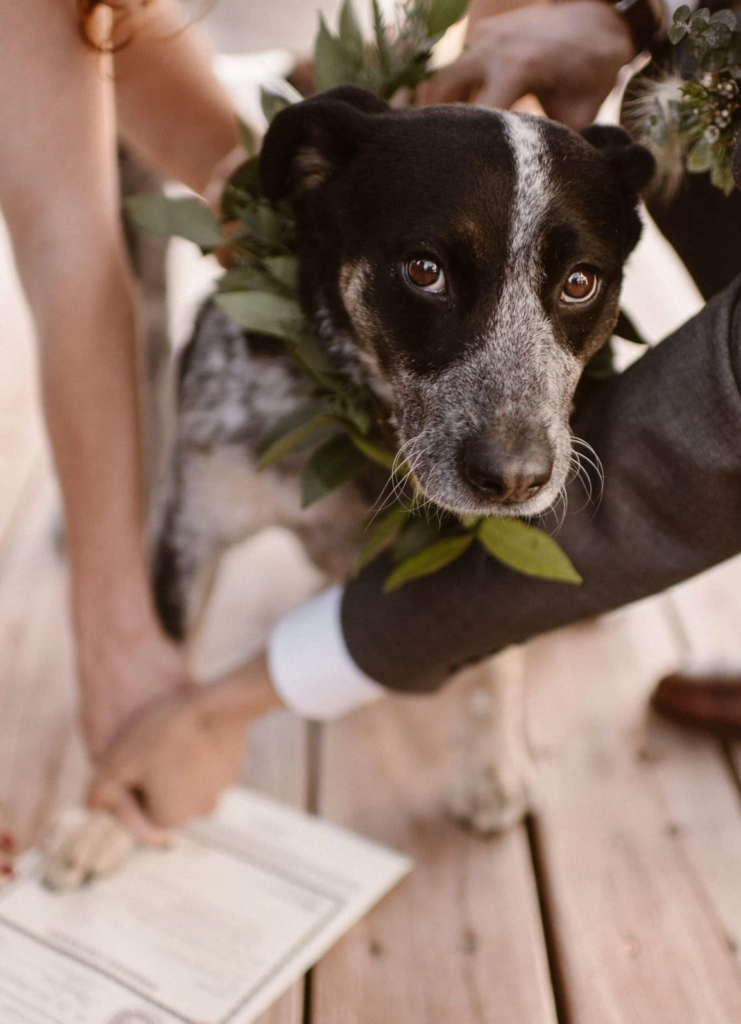 How To Include Your Dog on Your Wedding Day! Bride and groom have their dog as a wedding witness and signing the marriage certificate.