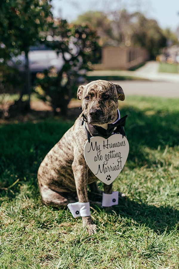 How To Include Your Dog on Your Wedding Day! Bride and grooms dog wearing a bow tie and cuffs with a custom sign "My humans are getting married". 