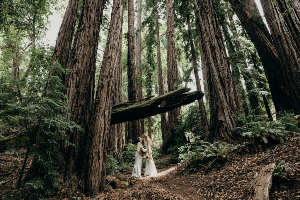 Brides standing in the beautiful red woods of California 