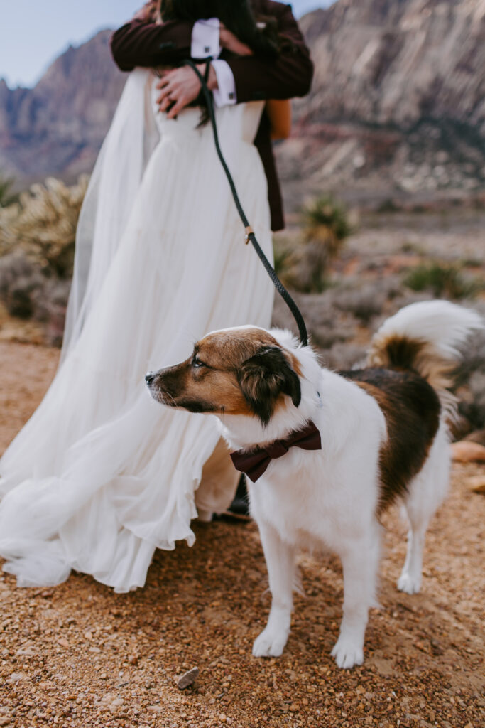 Love Unleashed: Colorful Las Vegas Elopement. The bride and groom hug in the background as the photo focuses on their puppy. His fluffy white and brown tail wags as he stands looking off into the distance. 