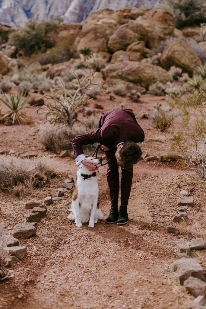 Love Unleashed: Colorful Las Vegas Elopement. Groom leans down and rubs his white and brown fluffy medium sized dog lovingly. The darling dog sits perfectly in his maroon bowtie. The groom wears a deep maroon suit with purple paisley tie. 