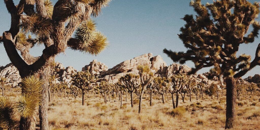 outdoor wedding venue for a desert elopement