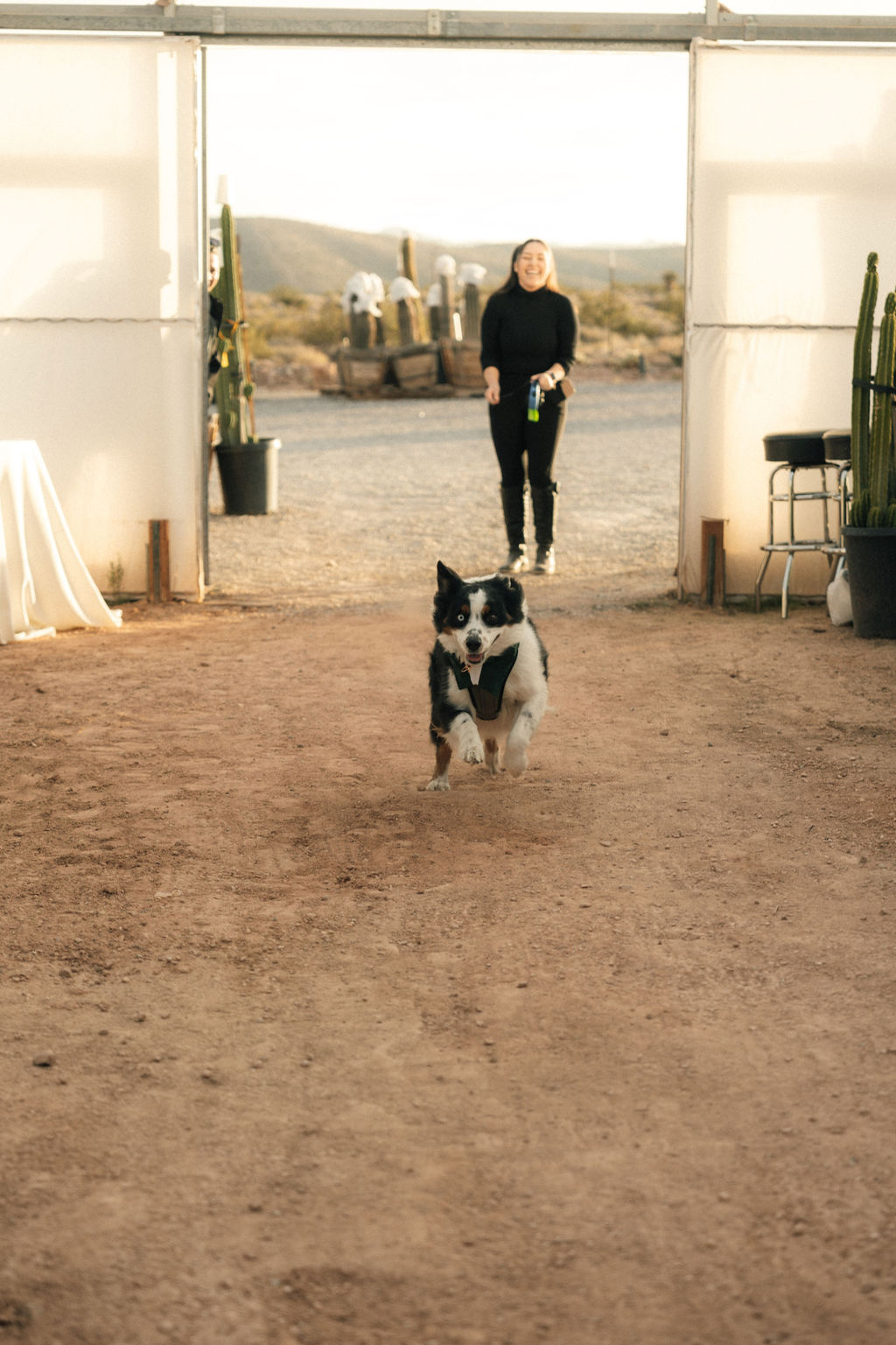 Dog walking down the aisle at Cactus Joe's Nursery 