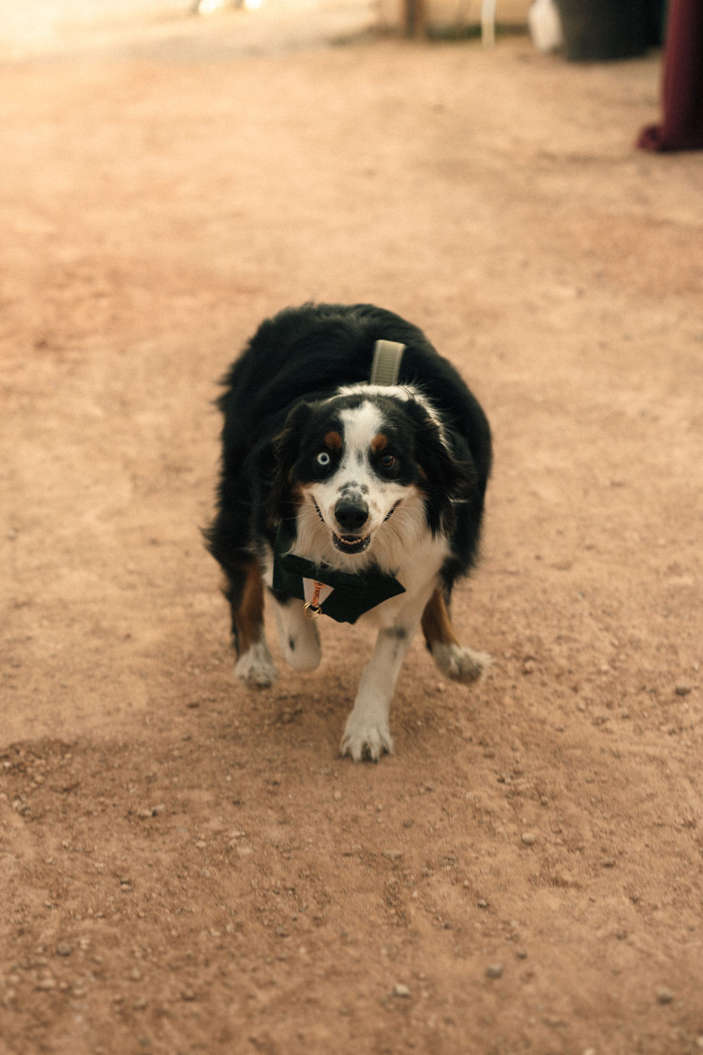 dog walking down the aisle at Cactus Joe's Nursery 